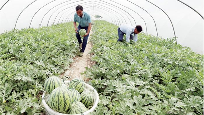 助农纾困迎丰收 蔬菜瓜果种植及采摘服务助力乡村振兴