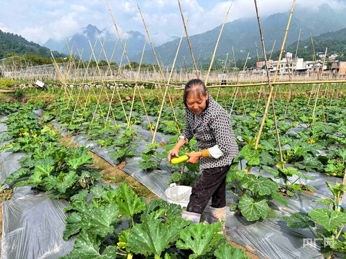 乡村振兴看贵州丨错峰种菜巧布局 特色产业赋能增收 蔬菜瓜果种植及采摘服务