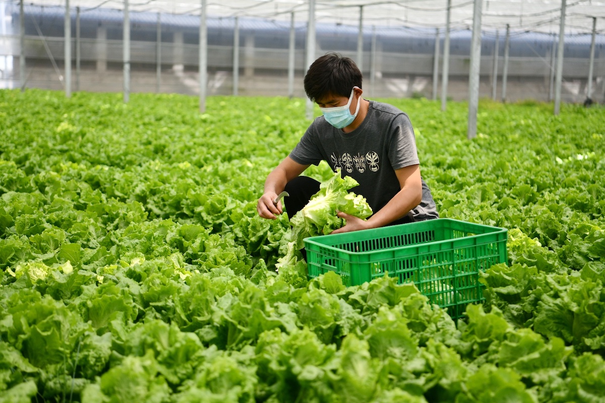 蔬菜基地的绿色魅力 种植与采摘服务全解析