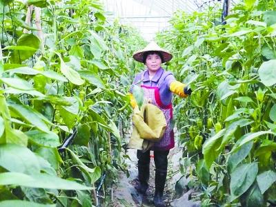 漳浦盘龙蔬菜基地日均采摘1万公斤辣椒甜椒 蔬菜瓜果种植及采摘服务日益红火