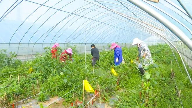 辣椒致富路 探索蔬菜瓜果种植的多元增收模式
