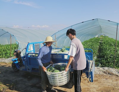 商城县 果蔬飘香产业旺，绘就乡村振兴新画卷