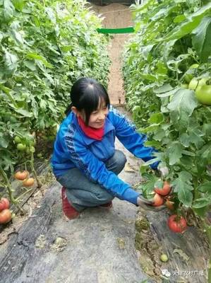 静海禾晟蔬菜园 在泥土芬芳中，重拾记忆里的老味道