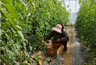 汝南县张楼镇 零距离服务“菜园子”，助力村民鼓起“钱袋子”