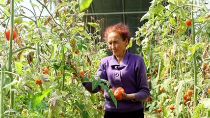 在希望的田野上 发展特色蔬菜产业 推进乡村振兴高质量发展