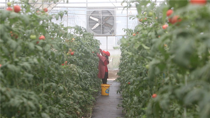 奋战开局年展现新气象庆祝百周年 怀化九丰农博园 科技赋能成就西红柿亩产四万斤新传奇