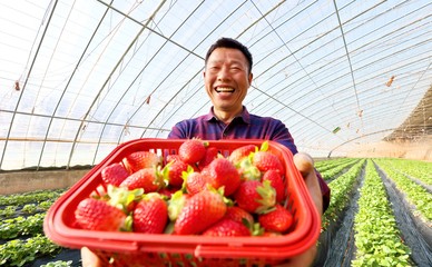 蔬果种植与采摘一体化服务 从田间到餐桌的健康体验