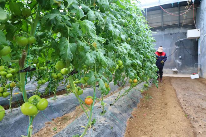 城阳春节乐享指南 室内乐园嗨玩，田园采摘寻鲜，家门口的年味之旅