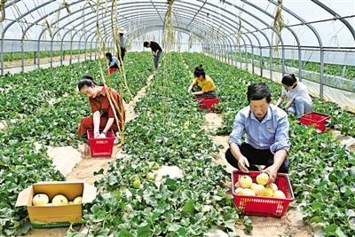 甜蜜丰收季 庆城老庄村兴伟合作社瓜棚引客来