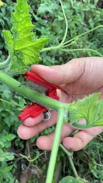 丰收季必备！轻松采摘神器与一站式种植服务，让劳作变享受