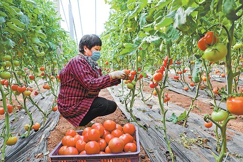 保障“菜篮子”不断档 防疫背景下的蔬菜瓜果种植与采摘服务新模式
