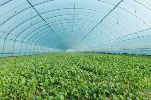 临泉县韦寨镇 冬日大棚采收忙 小小青菜变身“致富菜”