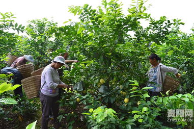 金秋时节果飘香 安岳柠檬喜丰收——首批鲜果采摘忙，十月大量上市前景好
